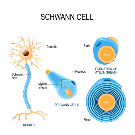 how are oligodendrocytes similar to schwann cells